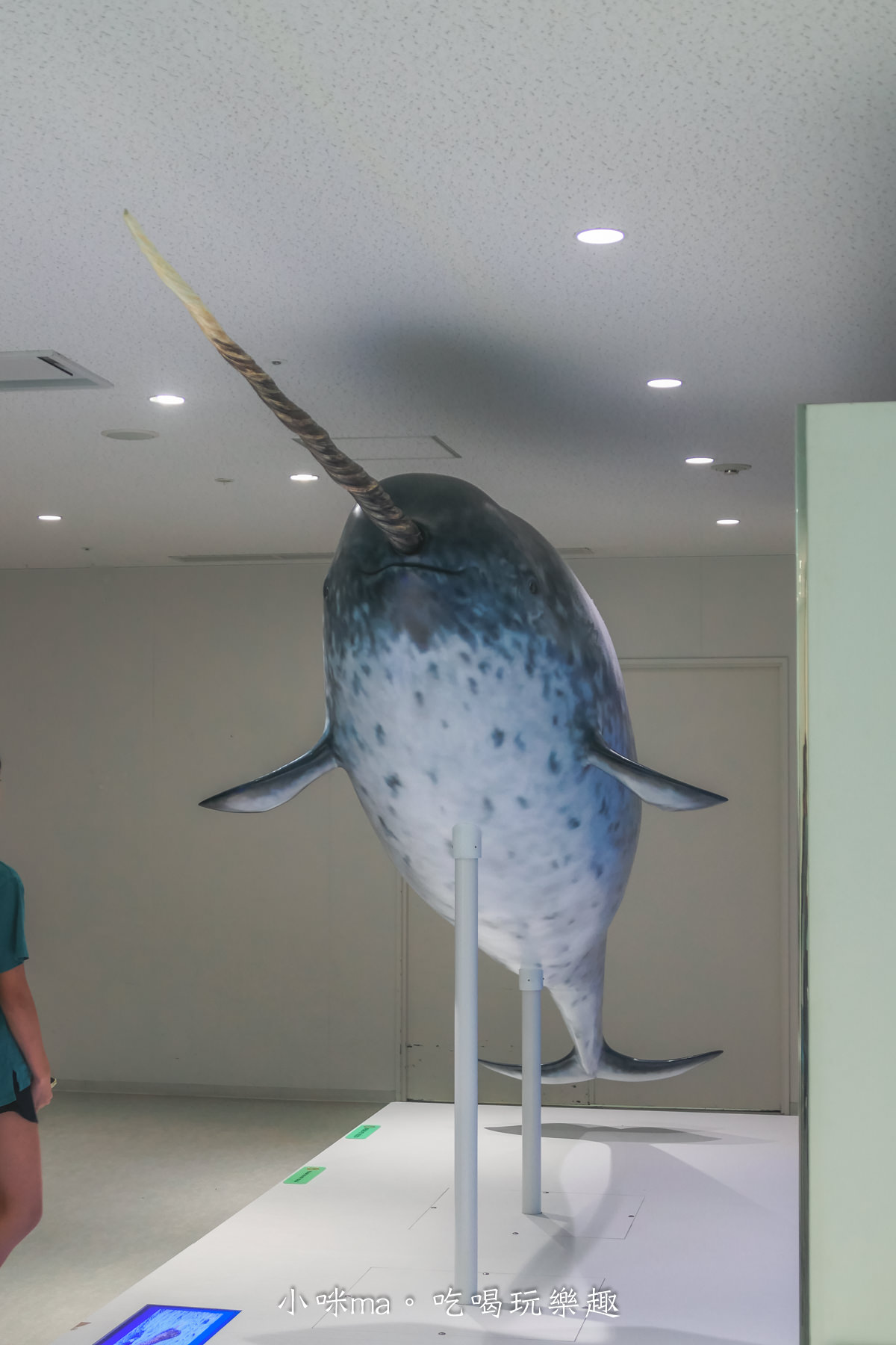 【大阪景點】海遊館|360度近距離觀賞超萌海豹、鯨鯊、企鵝,門票優惠&交通總整理,天保山一日遊 - 第46張圖 【大阪景點】海遊館|360度近距離觀賞超萌海豹、鯨鯊、企鵝,門票優惠&交通總整理,天保山一日遊