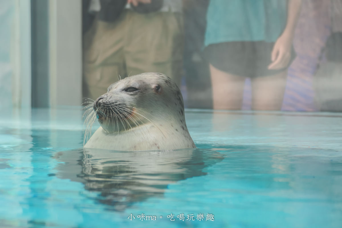 【大阪景點】海遊館|360度近距離觀賞超萌海豹、鯨鯊、企鵝,門票優惠&交通總整理,天保山一日遊 - 第48張圖 【大阪景點】海遊館|360度近距離觀賞超萌海豹、鯨鯊、企鵝,門票優惠&交通總整理,天保山一日遊