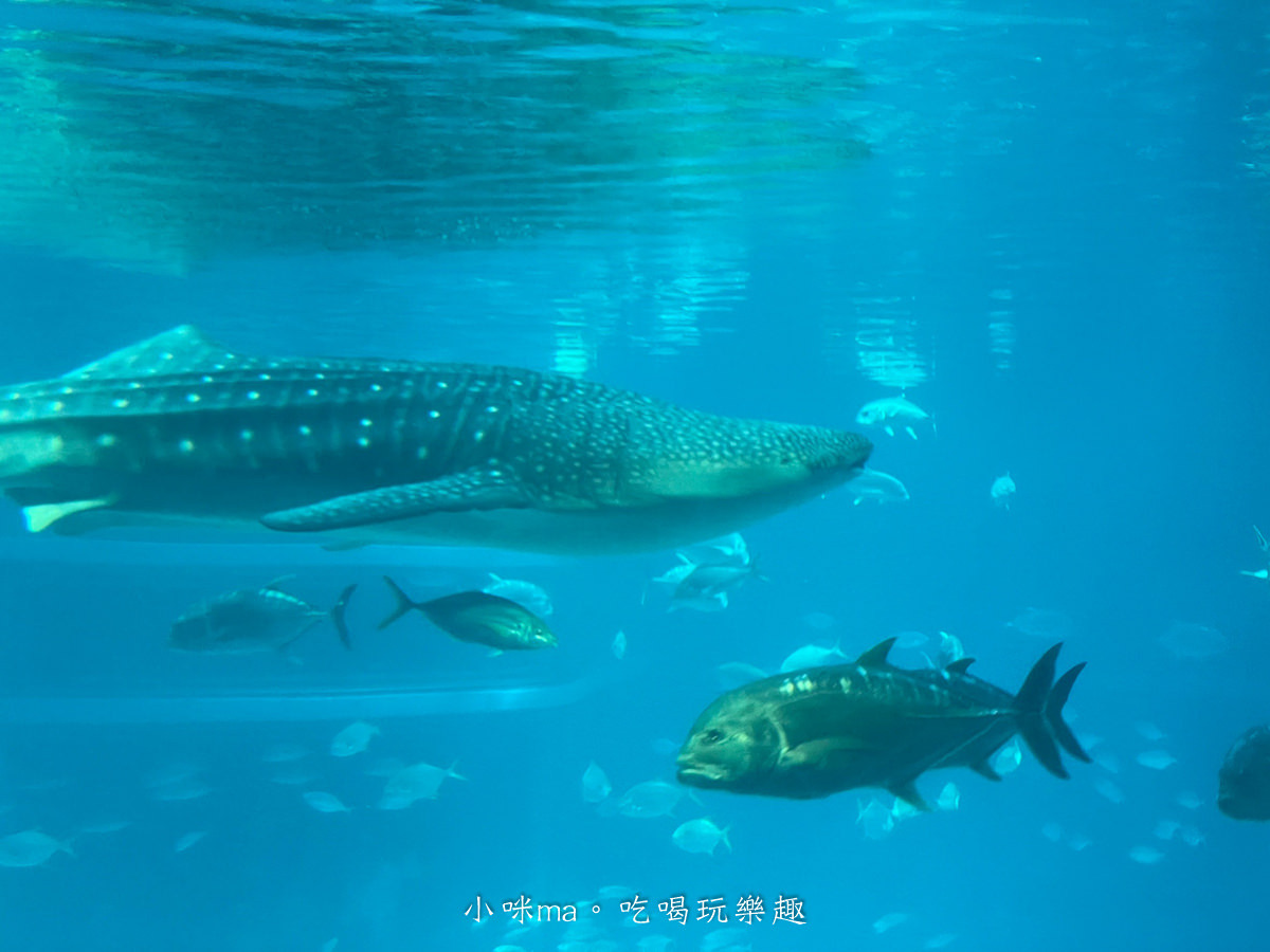 【大阪景點】海遊館|360度近距離觀賞超萌海豹、鯨鯊、企鵝,門票優惠&交通總整理,天保山一日遊 - 第35張圖 【大阪景點】海遊館|360度近距離觀賞超萌海豹、鯨鯊、企鵝,門票優惠&交通總整理,天保山一日遊