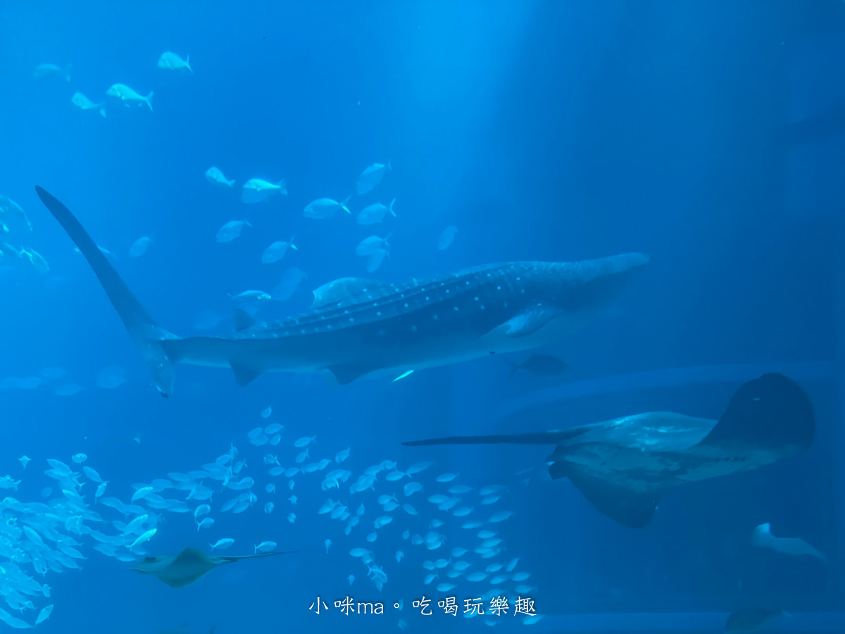 【大阪景點】海遊館|360度近距離觀賞超萌海豹、鯨鯊、企鵝,門票優惠&交通總整理,天保山一日遊 - 第34張圖 【大阪景點】海遊館|360度近距離觀賞超萌海豹、鯨鯊、企鵝,門票優惠&交通總整理,天保山一日遊