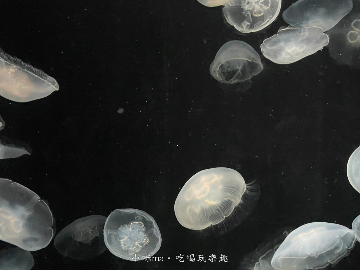 【大阪景點】海遊館|360度近距離觀賞超萌海豹、鯨鯊、企鵝,門票優惠&交通總整理,天保山一日遊 - 第42張圖 【大阪景點】海遊館|360度近距離觀賞超萌海豹、鯨鯊、企鵝,門票優惠&交通總整理,天保山一日遊