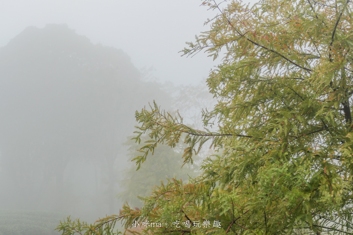 【新北三峽景點】禾煦熊空茶園(原熊空茶園)|藏在森林裡的玻璃屋咖啡廳美炸,櫻花、楓葉、茶園一次get,內有詳細交通、門票資訊 - 第24張圖 【新北三峽景點】禾煦熊空茶園(原熊空茶園)|藏在森林裡的玻璃屋咖啡廳美炸,櫻花、楓葉、茶園一次get,內有詳細交通、門票資訊