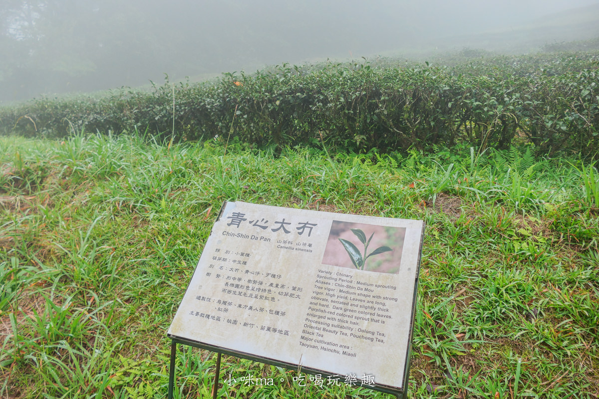 【新北三峽景點】禾煦熊空茶園(原熊空茶園)|藏在森林裡的玻璃屋咖啡廳美炸,櫻花、楓葉、茶園一次get,內有詳細交通、門票資訊 - 第25張圖 【新北三峽景點】禾煦熊空茶園(原熊空茶園)|藏在森林裡的玻璃屋咖啡廳美炸,櫻花、楓葉、茶園一次get,內有詳細交通、門票資訊