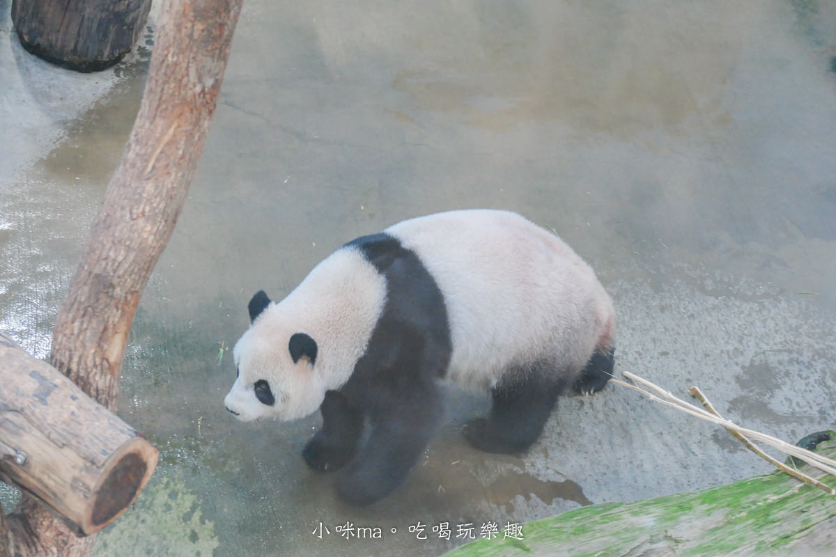 【親子旅遊】台北市立動物園~夜Fun動物園開跑|專屬夜間探險列車帶你前進生態秘境,近距離接觸蛙類、獨角仙、吼猴休息室,萬芳商圈美食打卡拿優惠 - 第6張圖 【親子旅遊】台北市立動物園~夜Fun動物園開跑|專屬夜間探險列車帶你前進生態秘境,近距離接觸蛙類、獨角仙、吼猴休息室,萬芳商圈美食打卡拿優惠