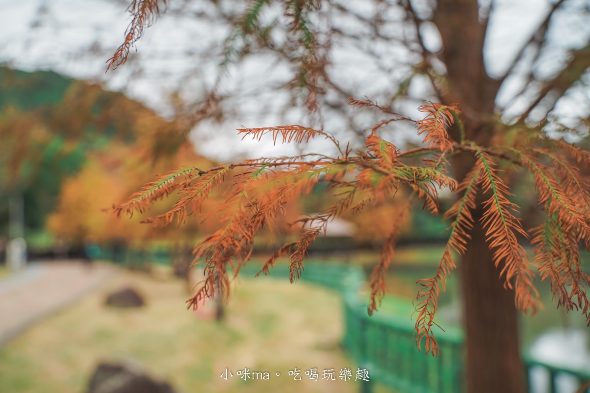 【台北落羽松】原住民文化主題公園|夢幻湖景落羽松林搭公車就能到!免門票任你拍到爆,台北士林景點 - 第4張圖 【台北落羽松】原住民文化主題公園|夢幻湖景落羽松林搭公車就能到!免門票任你拍到爆,台北士林景點