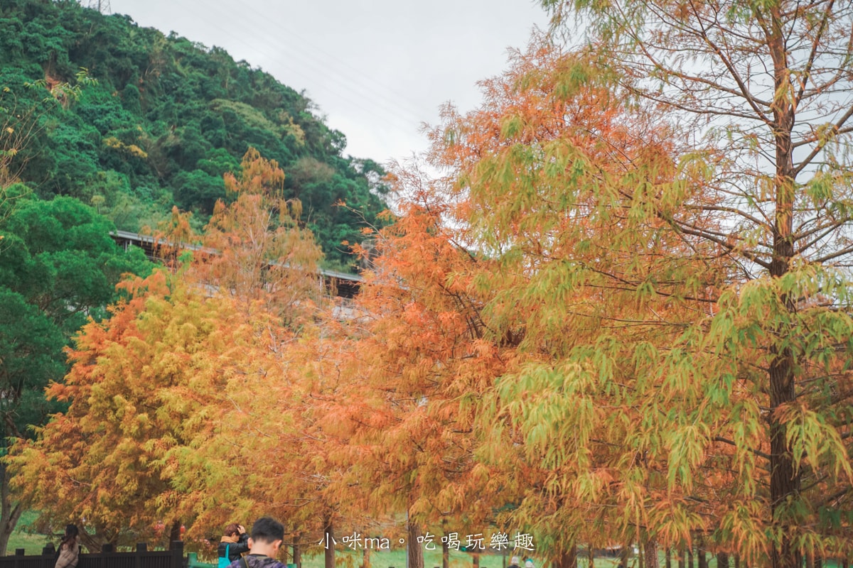 【台北落羽松】原住民文化主題公園|夢幻湖景落羽松林搭公車就能到!免門票任你拍到爆,台北士林景點 - 第9張圖 【台北落羽松】原住民文化主題公園|夢幻湖景落羽松林搭公車就能到!免門票任你拍到爆,台北士林景點