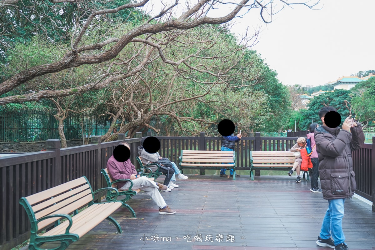 【台北落羽松】原住民文化主題公園|夢幻湖景落羽松林搭公車就能到!免門票任你拍到爆,台北士林景點 - 第16張圖 【台北落羽松】原住民文化主題公園|夢幻湖景落羽松林搭公車就能到!免門票任你拍到爆,台北士林景點