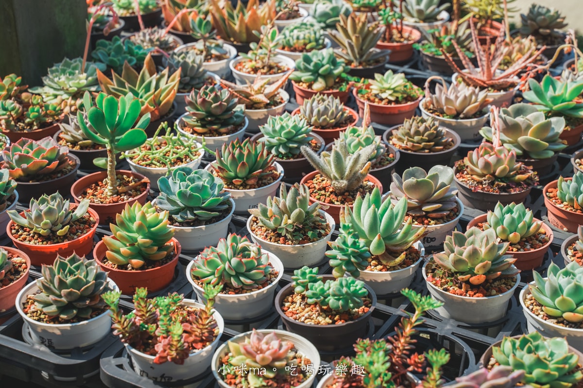 【桃園親子景點】三和青創基地-繞山花|免門票多肉植物園,DIY多肉盆栽太療癒,晴天、雨天這裡都好好玩~,龍潭美食 - 第8張圖 【桃園親子景點】三和青創基地-繞山花|免門票多肉植物園,DIY多肉盆栽太療癒,晴天、雨天這裡都好好玩~,龍潭美食