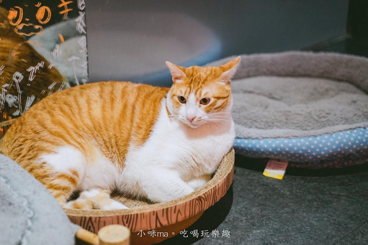 【基隆咖啡廳推薦】Yaong Caffe & Pasta|廟口附近韓系貓咪咖啡廳+巴斯克蛋糕必吃 - 第17張圖 【基隆咖啡廳推薦】Yaong Caffe & Pasta|廟口附近韓系貓咪咖啡廳+巴斯克蛋糕必吃