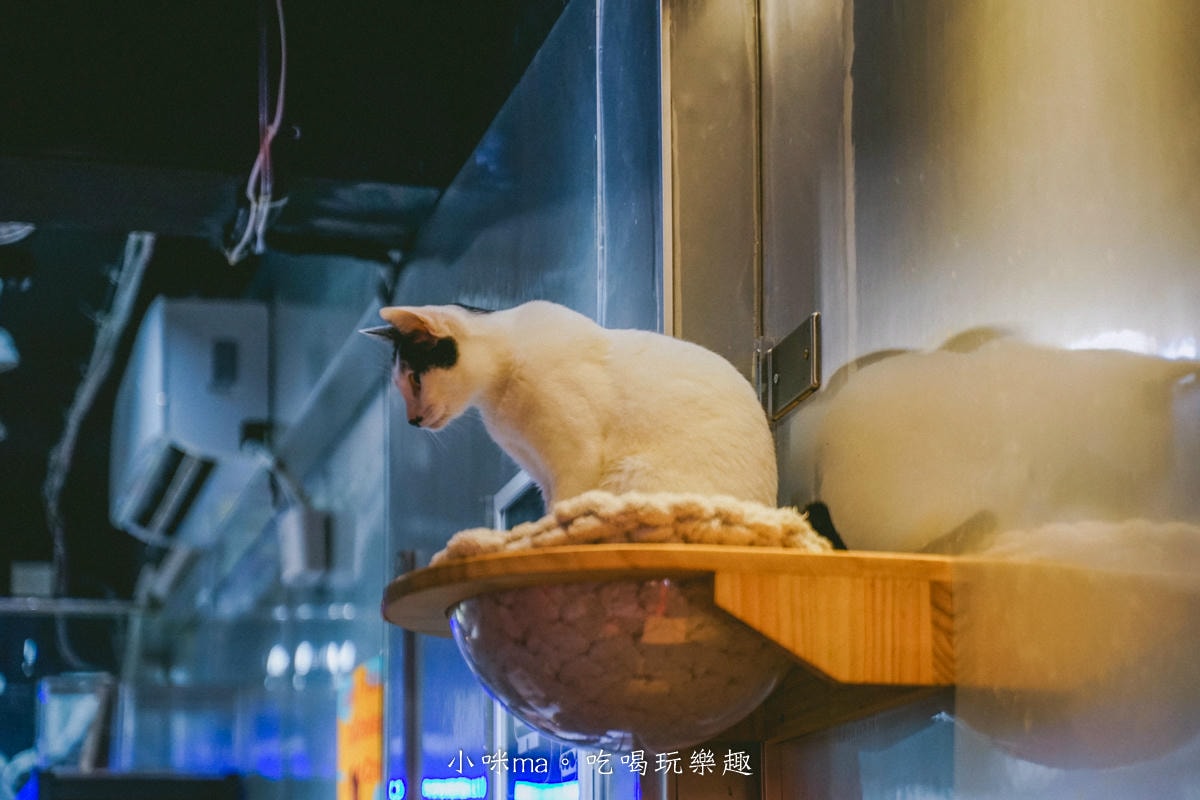【基隆咖啡廳推薦】Yaong Caffe & Pasta|廟口附近韓系貓咪咖啡廳+巴斯克蛋糕必吃 - 第6張圖 【基隆咖啡廳推薦】Yaong Caffe & Pasta|廟口附近韓系貓咪咖啡廳+巴斯克蛋糕必吃