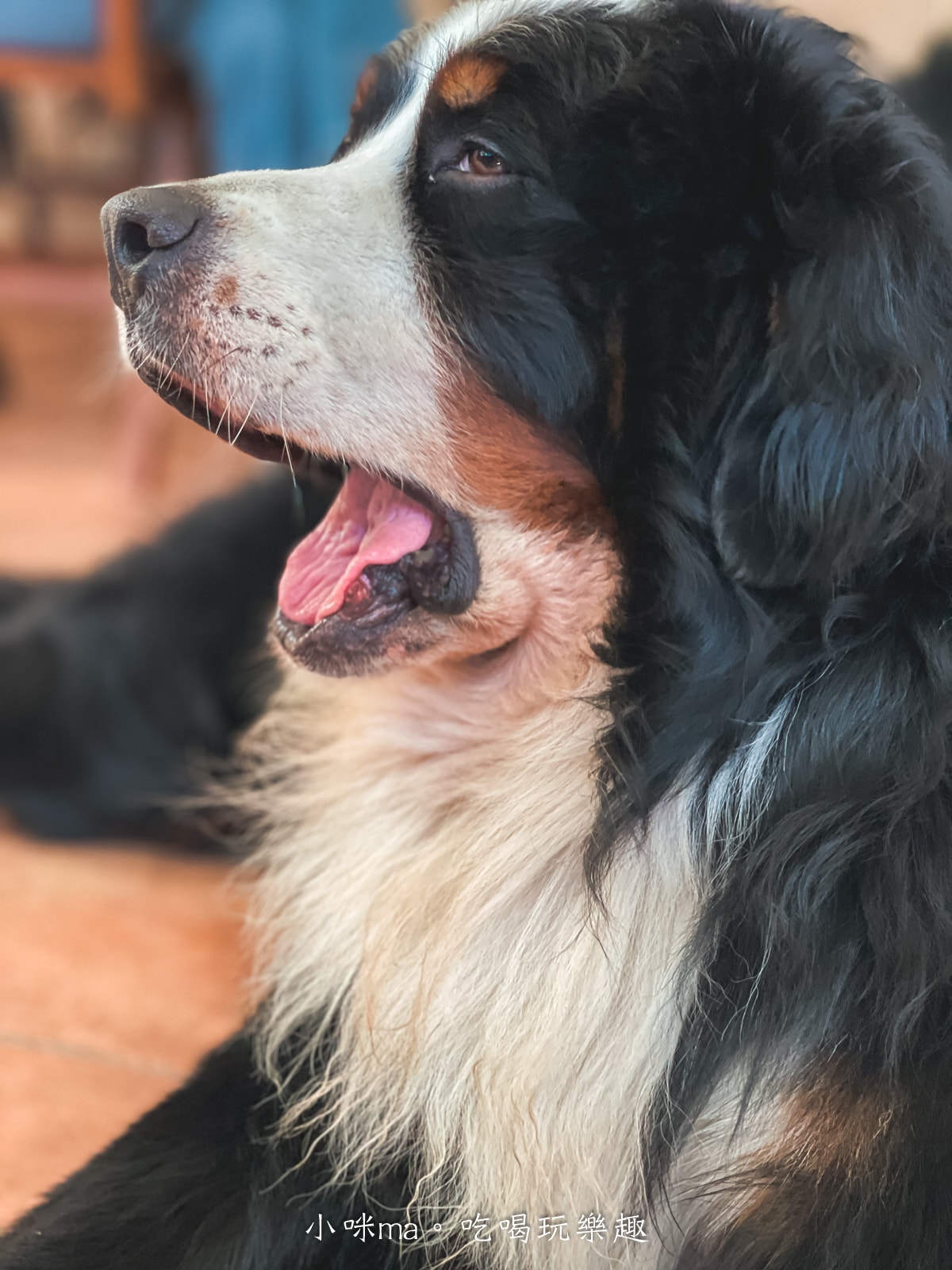 【桃園楊梅美食】野也 kissaten|藏在半山腰奶茶色系老宅咖啡廳、三隻巨型犬陪你喝咖啡,美到像在國外度假 - 第11張圖 【桃園楊梅美食】野也 kissaten|藏在半山腰奶茶色系老宅咖啡廳、三隻巨型犬陪你喝咖啡,美到像在國外度假